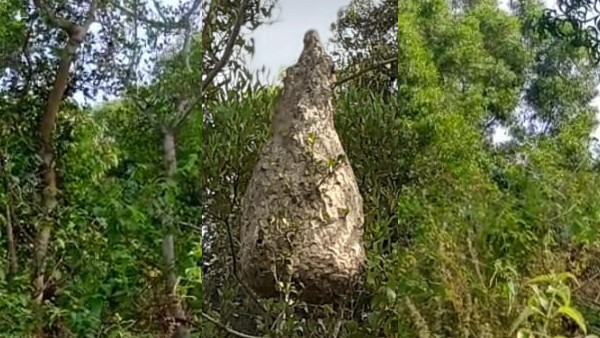  ಜನವಸತಿ ಪ್ರದೇಶದತ್ತ ಹುಳುಗಳ ಲಗ್ಗೆ