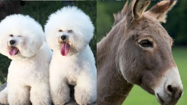 ಅತಿಥಿಗಳು ಹೋಟೆಲ್‌ನಲ್ಲಿ ಬಿಟ್ಟು ಹೋದ ಮುಗ್ದ ಜೀವಗಳು