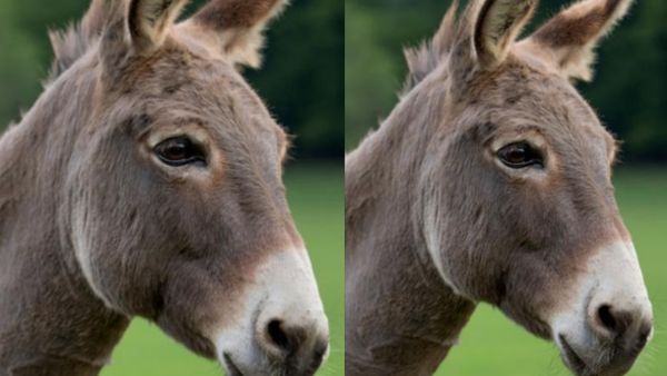ಜೋಡಿ ಕತ್ತೆಗಳನ್ನು ಮರೆತು ಹೋದ ದಂಪತಿ