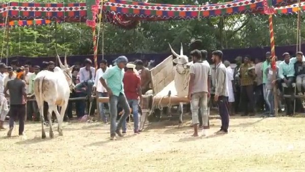 ಹಳ್ಳಿಕಾರ್ ತಳಿಯ ಜೋಡೆತ್ತುಗಳ ಎತ್ತಿನಗಾಡಿ ಓಟ ಹಳ್ಳಿಕಾರ್ ತಳಿಯ ಜೋಡೆತ್ತುಗಳ ಎತ್ತಿನಗಾಡಿ ಓಟ