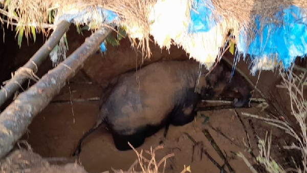 ಕಾಡಾನೆ ದಾಳಿಗೆ 77 ಮಂದಿ ಸಾವು ಕಾಡಾನೆ ದಾಳಿಗೆ 77 ಮಂದಿ ಸಾವು