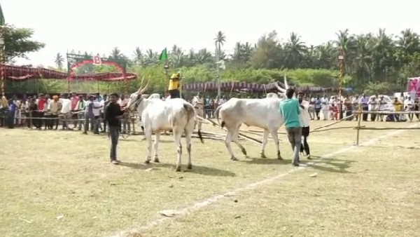 ರೋಮಾಂಚನಕಾರಿಯಾದ ಬೆಲೆ ಬಾಳುವ ಎತ್ತುಗಳ ಓಟ ರೋಮಾಂಚನಕಾರಿಯಾದ ಬೆಲೆ ಬಾಳುವ ಎತ್ತುಗಳ ಓಟ