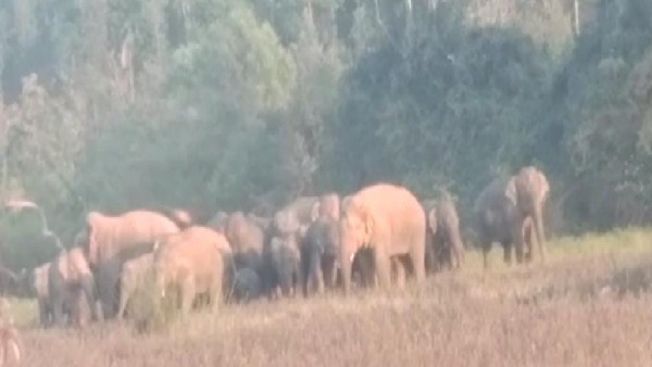 ರೈಲು ಡಿಕ್ಕಿಯಾಗಿ ಮೂರು ಕಡಾನೆ ಸಾವು
