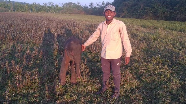 ಕಾಡಾನೆ ಸಮಸ್ಯೆಗ ಶಾಶ್ವತ ಪರಿಹಾರ ನೀಡುವಂತೆ ಒತ್ತಾಯ