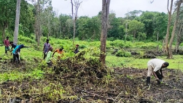 ಅರಣ್ಯ ಸುತ್ತಲೂ ವ್ಯಾಪಿಸಿದ ಲಂಟಾನ
