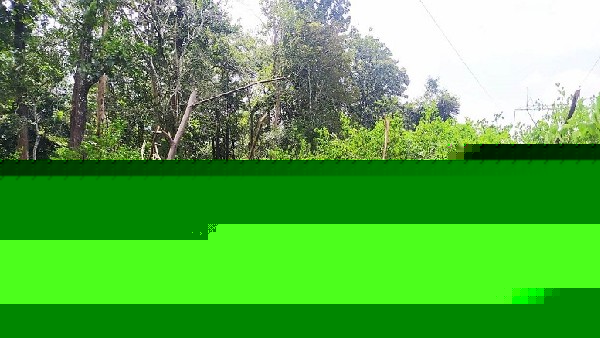 ಬೆಳಕು ಬೀಳುವ ಜಾಗದಲ್ಲಿ ಬೆಳೆಯುವ ಲಂಟಾನ