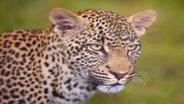 Leopard sighting: caution from bengaluru University to be vigilant 