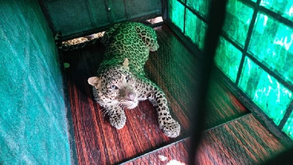 Leopard Capturing In Mysuru T Narasipura