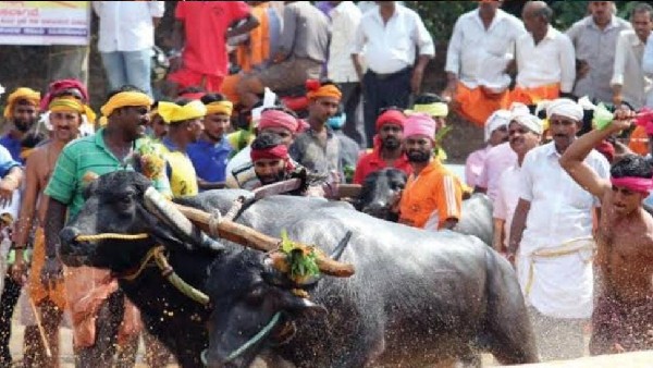 Animal Husbandry Department Issued Notice to Kambala Committee Animal Husbandry Department Issued Notice to Kambala Committee