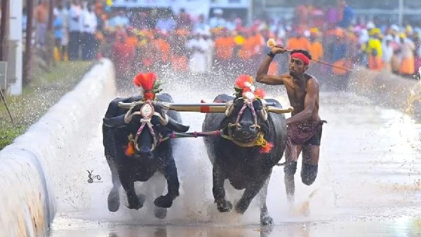 ಕಂಬಳದ ರೋಮಾಂಚನಕಾರಿ ವಿಡಿಯೋ ಸಾಮಾಜಿಕ ಜಾಲತಾಣದಲ್ಲಿ ವೈರಲ್