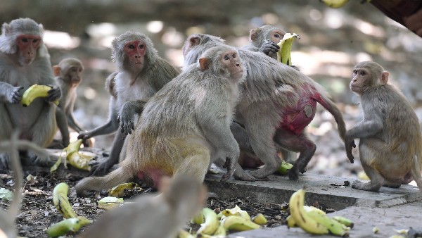 Maharashtra Man Falls Into 500-Feet Gorge While Taking Selfie With Monkeys Maharashtra Man Falls Into 500-Feet Gorge While Taking Selfie With Monkeys