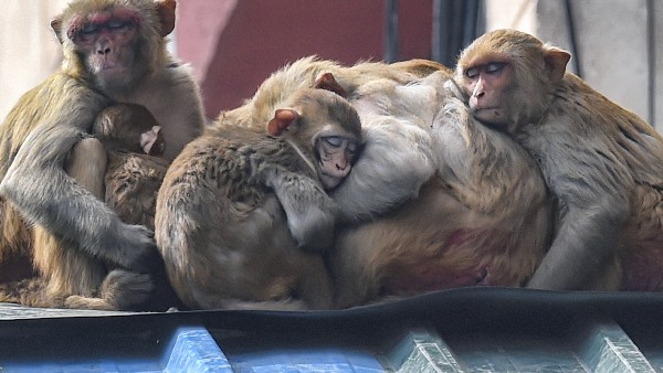 Maharashtra Man Falls Into 500-Feet Gorge While Taking Selfie With Monkeys Maharashtra Man Falls Into 500-Feet Gorge While Taking Selfie With Monkeys