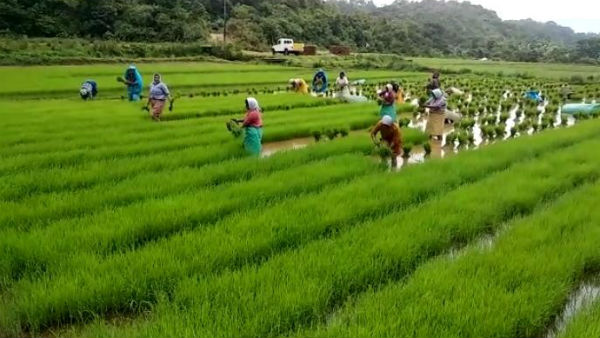 Wheat sowing increased above 341.13 lakh hectare till January 20 in India Wheat sowing increased above 341.13 lakh hectare till January 20 in India