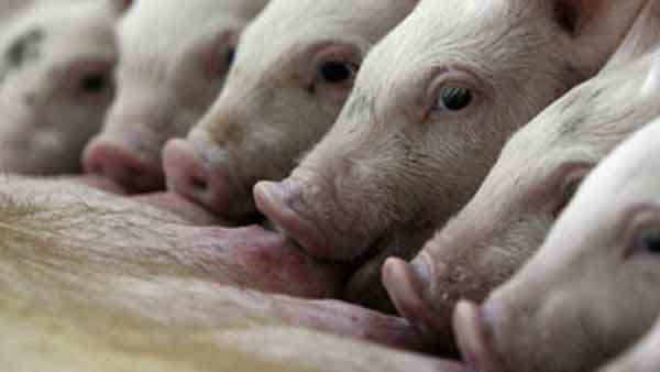 Selling dog meat by trusting villagers, People who handed over two accused to police