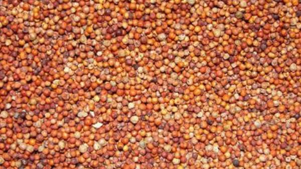 Paddy And Ragi Purchase Process In Kodagu District Begins