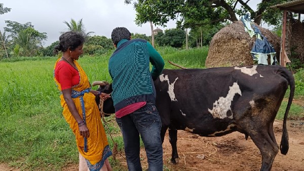 ಹಸು ಮಾರಾಟಕ್ಕೆ ಮುಂದಾಗಿದ್ದ ರೈತರಿಗೆ ಭಾರೀ ನಿರಾಸೆ