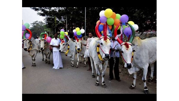 ರಾಸುಗಳನ್ನ ಬೆಂಕಿಯಲ್ಲಿ ಹಾಯಿಸುವುದೇಕೆ? ರಾಸುಗಳನ್ನ ಬೆಂಕಿಯಲ್ಲಿ ಹಾಯಿಸುವುದೇಕೆ?