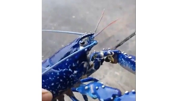 Rare Blue Shrimp Found: People Amazed