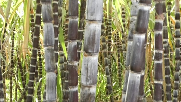 ಪಟ್ಲು ಗ್ರಾಮದ ಕರಿ ಕಬ್ಬಿಗೆ ರಾಷ್ಟ್ರಮಟ್ಟದಲ್ಲಿ ಬೇಡಿಕೆ