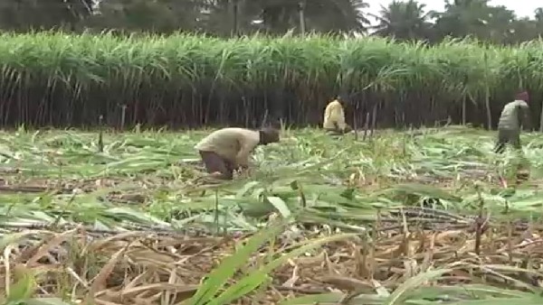 ಈ ಬಾರಿ ಕಬ್ಬು ಬೆಳೆಗಾರರ ಬಳಿ ಸುಳಿಯದ ಮಧ್ಯವರ್ತಿಗಳು