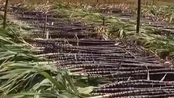 ರೈತನಿಗೆ ಸಿಗದ ಅಸಲಿನ ಬೆಲೆ