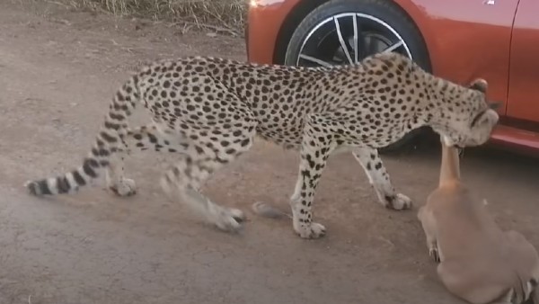 ಬಾಲಕನ ಮೇಲೆ ಚಿರತೆ ದಾಳಿ