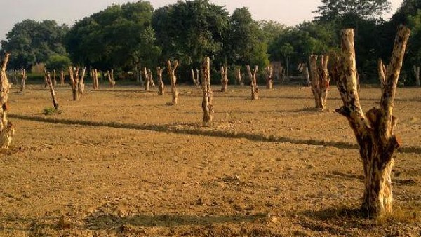BBMP Has Approved To 800 Tree Axing For Several Development Projects