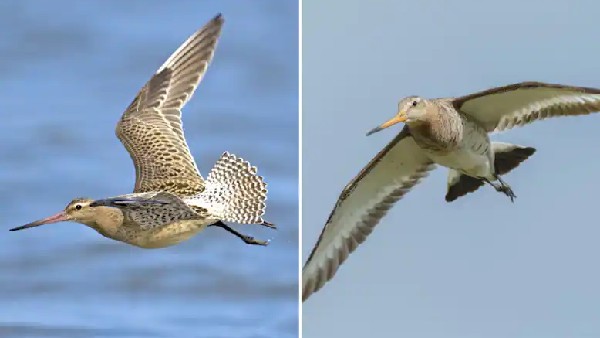 Bird set a record by flying non-stop from Alaska to Australia Bird set a record by flying non-stop from Alaska to Australia