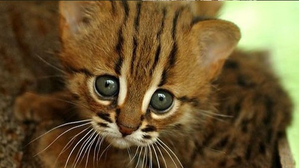 It was not a leopard but a wild cat that appeared in bengaluru University It was not a leopard but a wild cat that appeared in bengaluru University