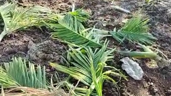 Wild Elephant Attack In Chikkamagaluru lingadahalli Village