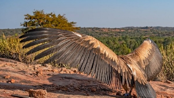 Vijayanagara: Wounded eurasian griffin vulture released