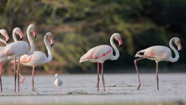 Exotic Birds View At Bank Of Tunga River