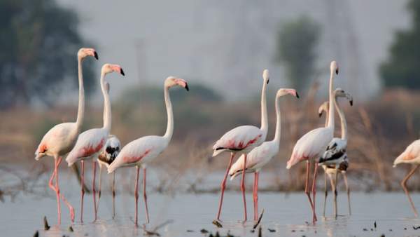 Exotic Birds View At Bank Of Tunga River