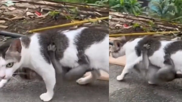 Cat carrying a baby Monkey like a Mother : Viral Video