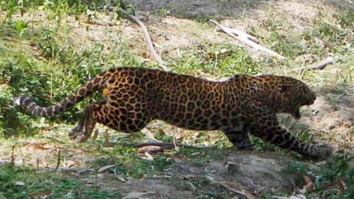 Leopard Again Sighted in Bengalurus Gongadipur, Village People worried Leopard Again Sighted in Bengalurus Gongadipur, Village People worried