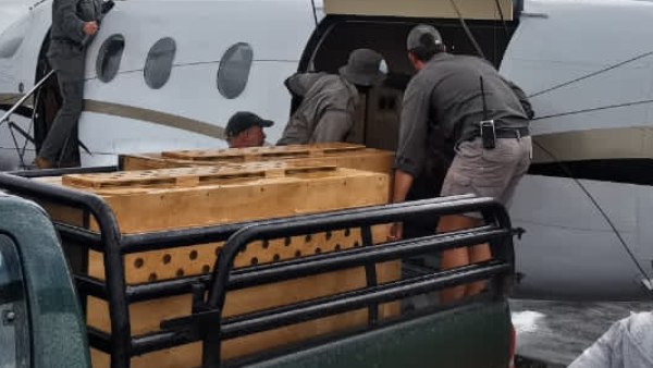 12 leopards arrive to India from South Africa