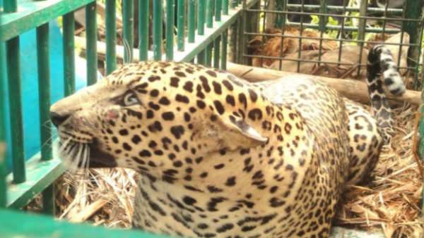 Leopard Capture taskforce will be operation Soon in Mysuru district 
