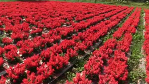  ಚಿಕ್ಕಬಳ್ಳಾಪುರದಲ್ಲಿ ಬೆಳೆಯುವ ಬೆಳೆಗಳ ವಿವರ