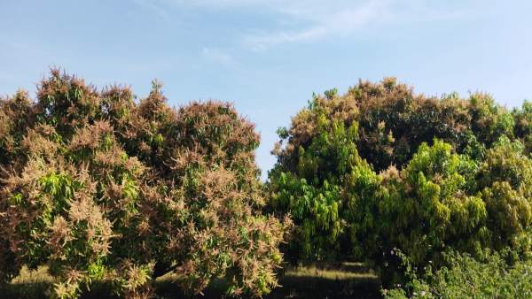  ಪ್ರದೇಶವಾರು ಮಾವು ಬೆಳೆಯ ವಿವರ