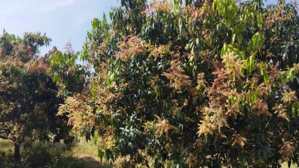  ತಡವಾಗಿ ಹೂ ಬಿಟ್ಟ ಮಾವು ಬೆಳೆ