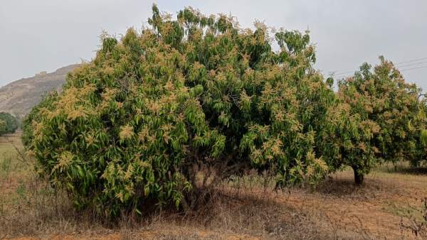  ಫಸಲು ಕಳೆದುಕೊಳ್ಳುವ ಭೀತಿಯಲ್ಲಿ ರೈತರು