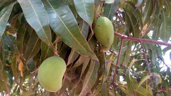  ಔಷಧಿ ಸಿಂಪಡನೆಯ ವಿವರ