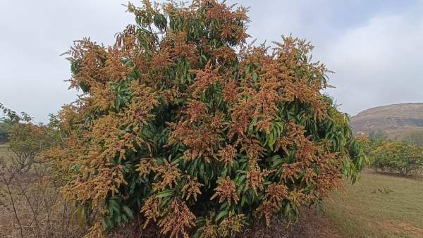  ರೋಗ ನಿಯಂತ್ರಣಕ್ಕೆ ತಜ್ಞರ ಅಭಿಪ್ರಾಯ