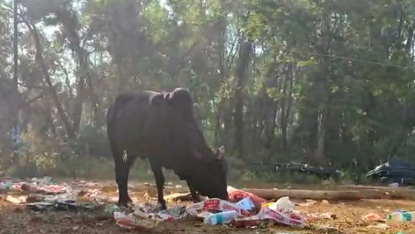 Cows Death After Eating Waste In Chikkamagaluru