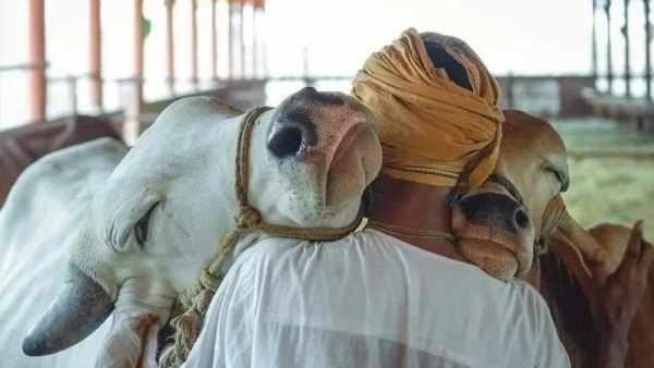 Animal Welfare Board of India wants people to celebrate Cow Hug Day on Valentines day