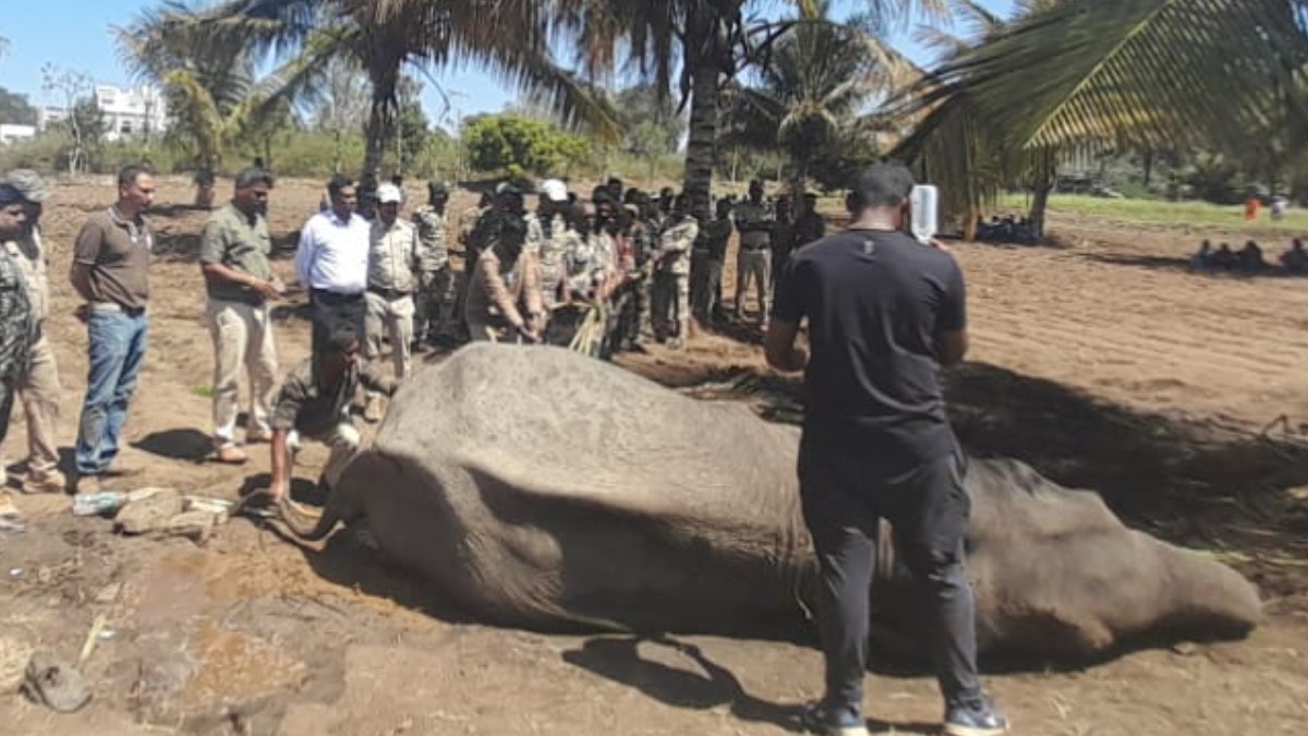 Bandipur: Narendra modi praise for elephant protection Bandipur: Narendra modi praise for elephant protection
