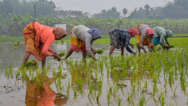 As many as 4,257 farmers ended their lives since 2018: Govt data