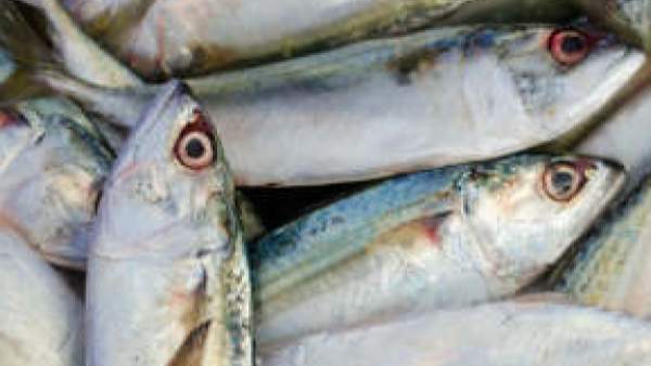 Karnataka Budget 2023: Major announcements and Fund Allocation to North karnataka Karnataka Budget 2023: Major announcements and Fund Allocation to North karnataka