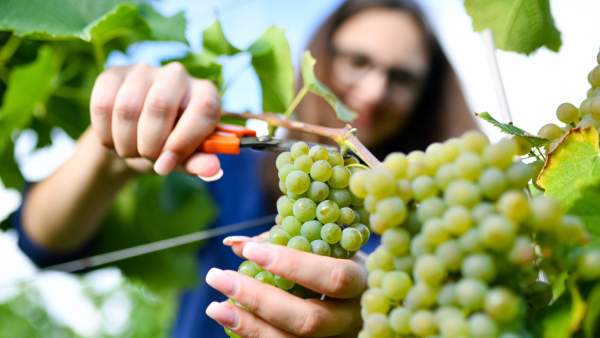 Lack of Cold Storage For Grapes in Karnataka says JDS 