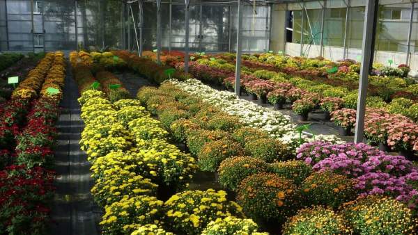 Agriculture And Horticulture Mela At Shivamogga From March 17 
